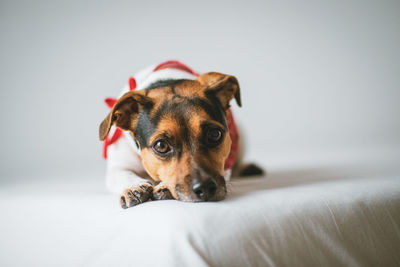 Cute jack russel terrier dog looking into the camera wearing a red bandana