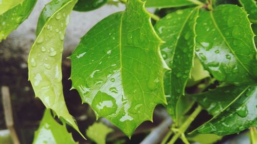 Close-up of leaves