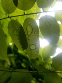 Close-up of wet leaves