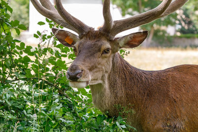 Deer feeds on the leaves of a tree. the young male has recently changed his antlers which still 