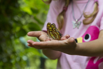 Close-up of hand holding butterfly