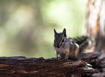 Close-up of chipmunk on wood