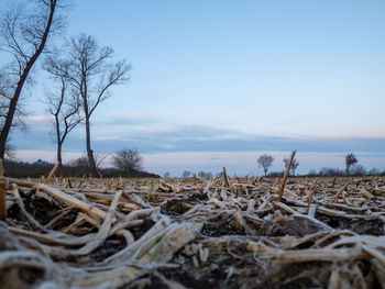 Surface level of bare trees on field against sky