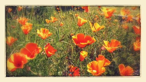 Close-up of orange poppy flowers blooming on field