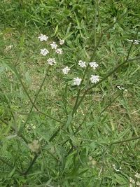 View of grass