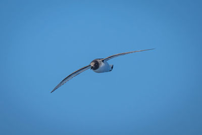 Antarctic petrel in blue sky spreading wings