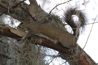 Low angle view of squirrel on tree