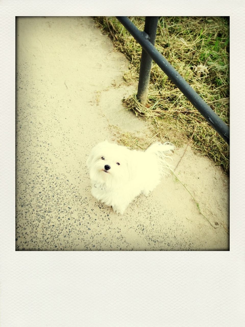 domestic animals, transfer print, pets, animal themes, mammal, one animal, dog, auto post production filter, high angle view, white color, outdoors, day, no people, full length, sunlight, field, standing, nature, grass, street