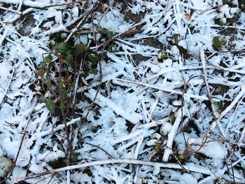 Close-up of tree branches during winter