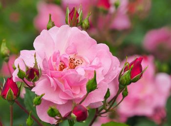 Close-up of pink flowers blooming outdoors