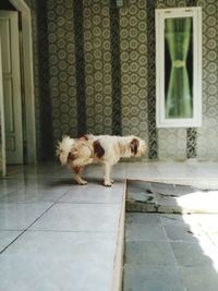 Dog standing on wooden door