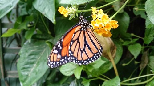 Close-up of butterfly on flower