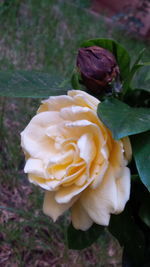 Close-up of yellow rose