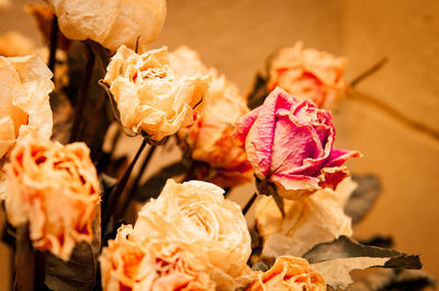 Close-up of wilted rose