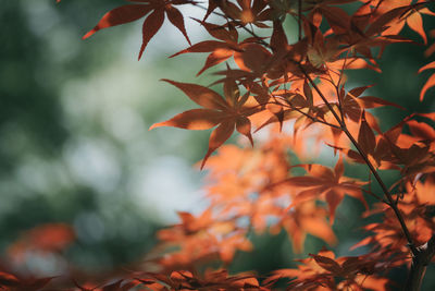 Close-up of maple leaves on plant