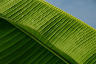 Low angle view of banana leaves