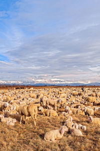 Flock of sheep against sky