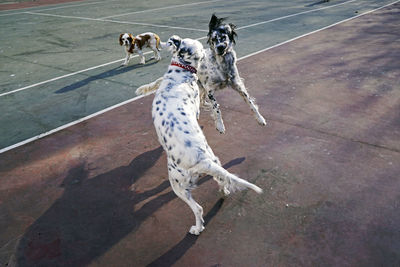 High angle view of dog playing