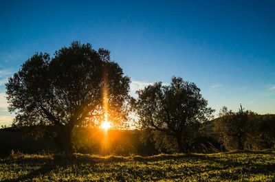 Scenic view of field against sky at sunset