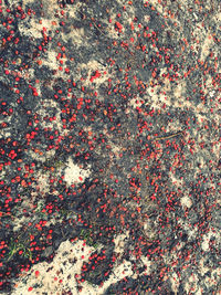 Full frame shot of red flowering plant