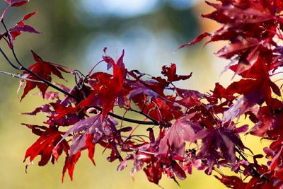 Close-up of leaves on tree