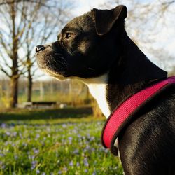 Close-up of dog looking away on field