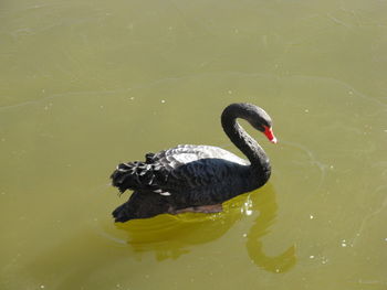 High angle view of swan swimming in lake