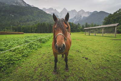 Portrait of horse on grassy field against mountains