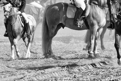 View of horses in the field at fuchsjagd, lüneburger heide 