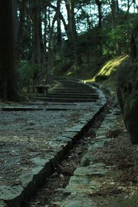 Empty footpath in forest