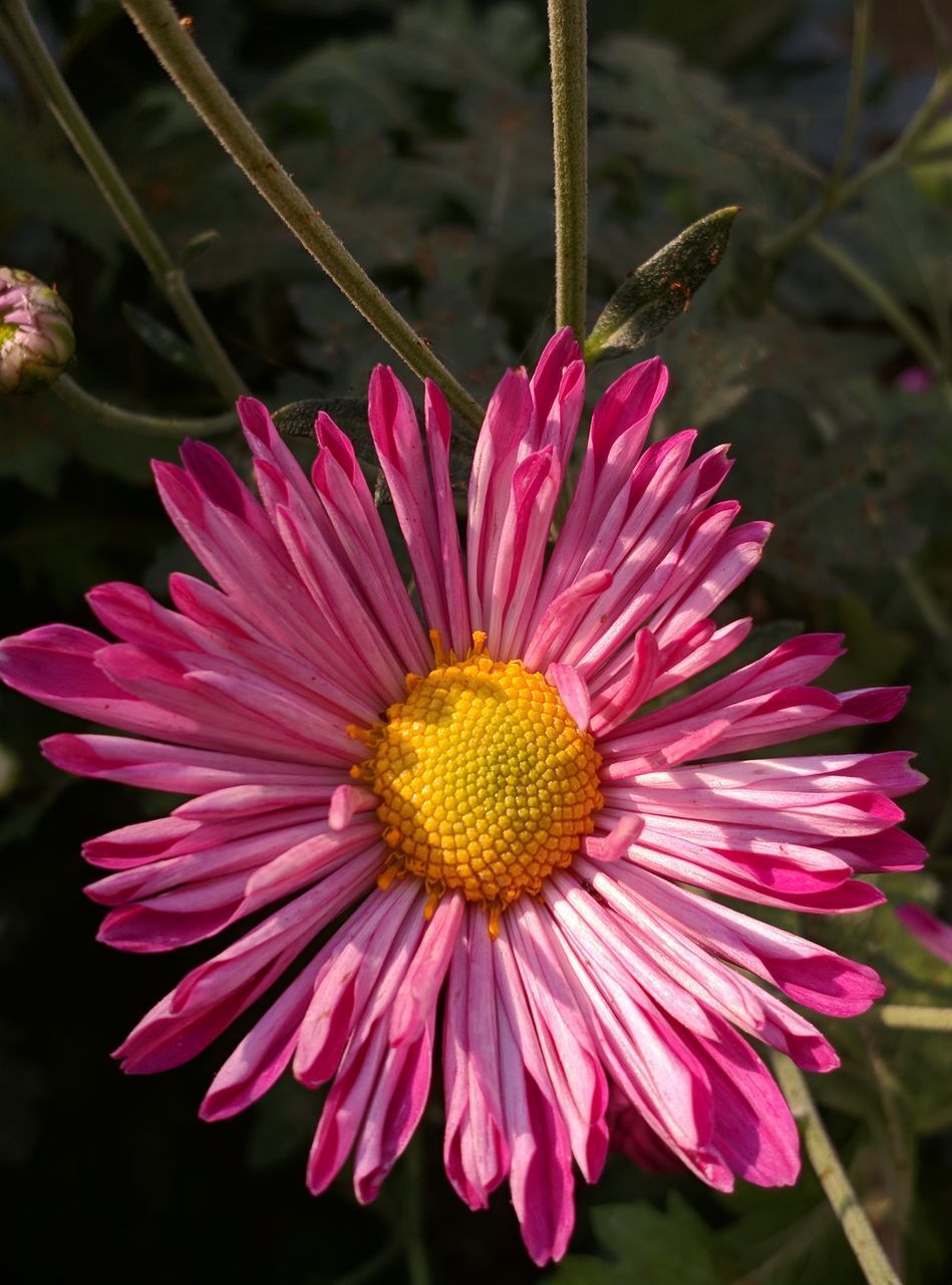 CLOSE-UP OF PINK FLOWER WITH PURPLE PETALS