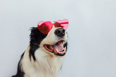 Close-up of dog against white background