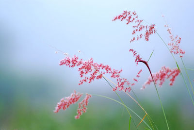 Low angle view of red flowering plant against sky