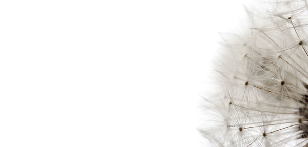 Close-up of dandelion against white background