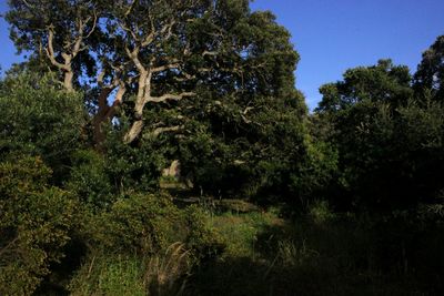 Trees in forest against sky