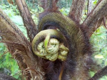 Close-up of tree trunk