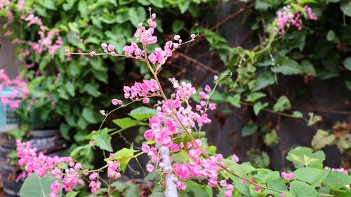 Close-up of pink flowering plant