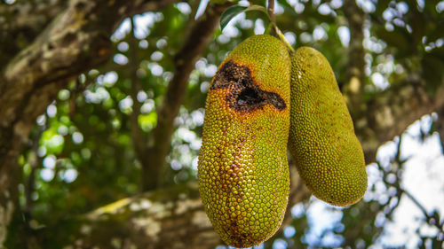 Low angle view of fruits hanging on tree