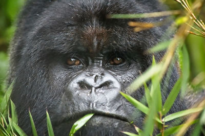 Close-up portrait of a monkey