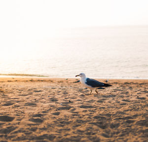 Seagull flying over sea