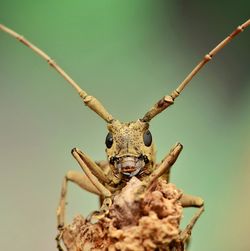 Close-up of longhorn beetle insect