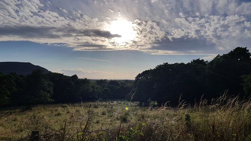 Trees on field against sky at sunset