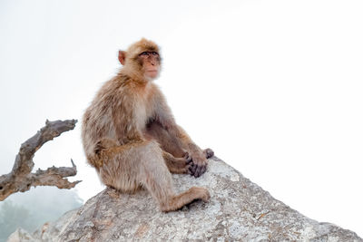 Monkey sitting on rock against clear sky