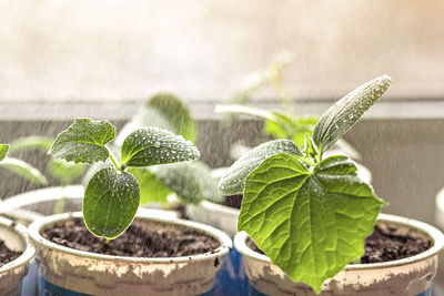 Vegetable sprouts.growing and watering young seedlings of cucumbers in cups.