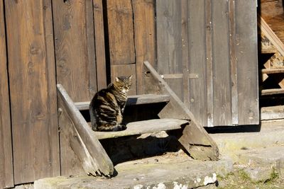 Cat sitting on wood