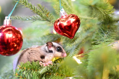 High angle view of christmas ornaments on tree