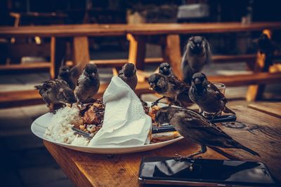 High angle view of bird on table