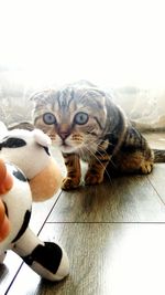 Close-up of cropped car