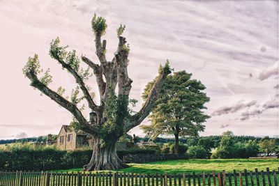 Trees on field against sky