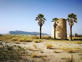 Palm trees on field against clear sky